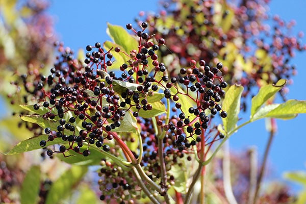 elderberry-good-for-you