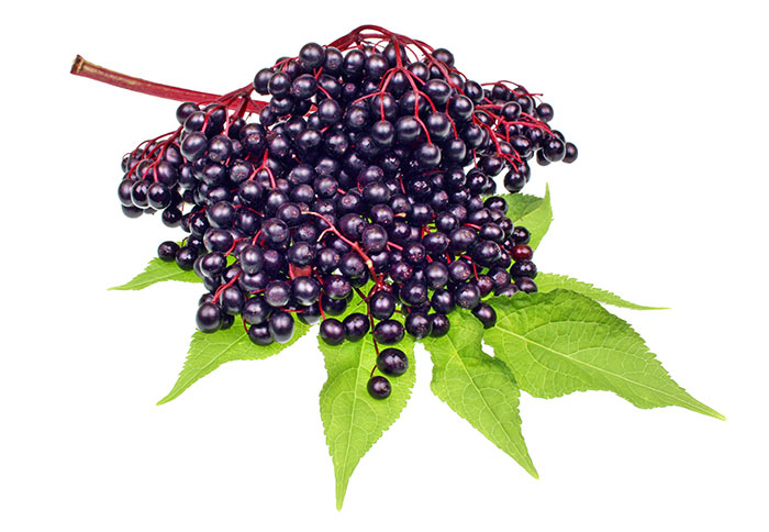 elderberry-remedy-flu