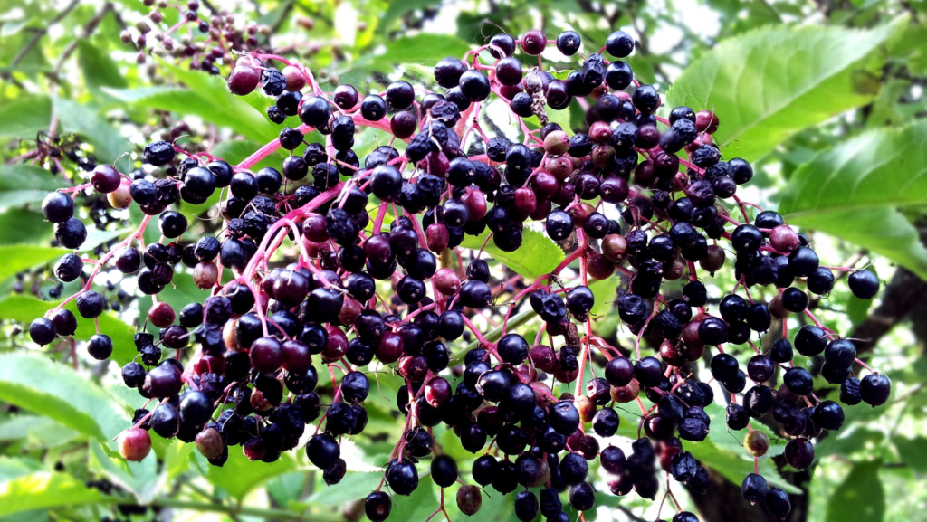 Fresh elderberries on the vine ready to be processed and packaged into Pure Life Pharmacy's Elderberry Powdered Drink Mix