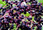 Fresh elderberries on the vine ready to be processed and packaged into Pure Life Pharmacy's Elderberry Powdered Drink Mix